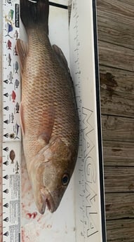 Mangrove Snapper fishing in Key West, Florida