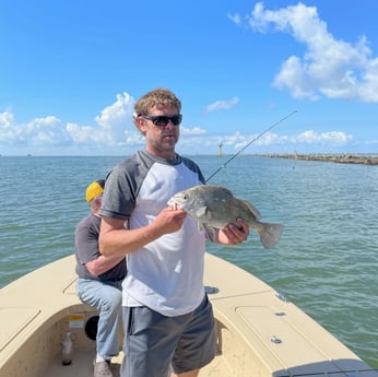 Black Drum fishing in Galveston, Texas