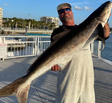 Cobia fishing in Clearwater, Florida