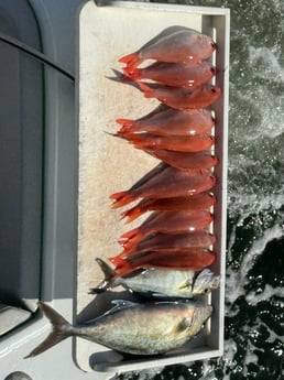 Fishing in Fort Lauderdale, Florida