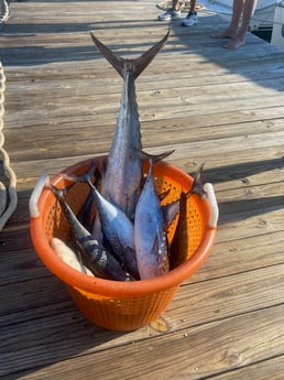 False Albacore, Kingfish Fishing in Destin, Florida