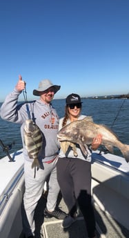 Sheepshead fishing in Galveston, Texas