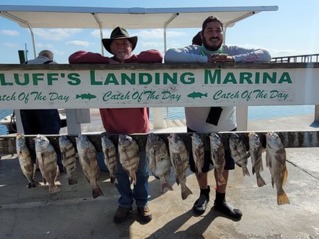 Black Drum, Sheepshead fishing in Corpus Christi, Texas