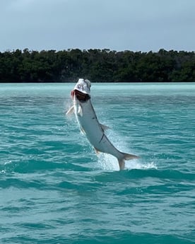 Tarpon fishing in Key Largo, Florida