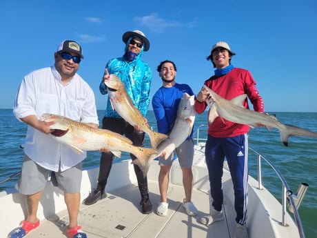 Blacktip Shark, Redfish fishing in Galveston, Texas