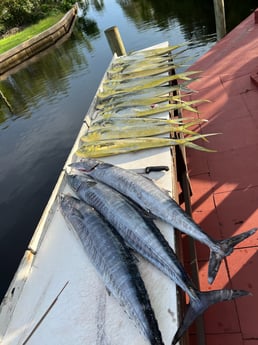 Mahi Mahi / Dorado, Wahoo Fishing in Fort Pierce, Florida