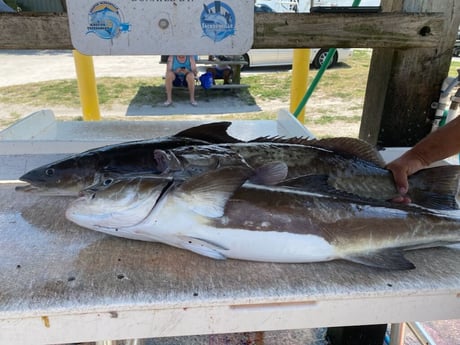 Cobia, Gag Grouper fishing in Corpus Christi, Texas