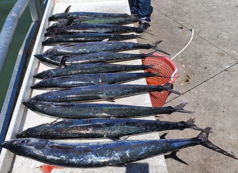 King Mackerel / Kingfish fishing in Clearwater, Florida