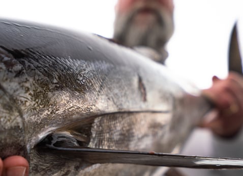 Blackfin Tuna fishing in Galveston, Texas