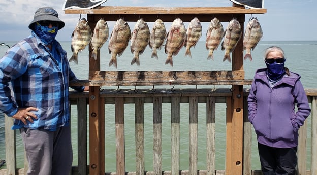 Sheepshead fishing in Port Isabel, Texas