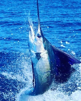 Sailfish fishing in Quepos, Costa Rica