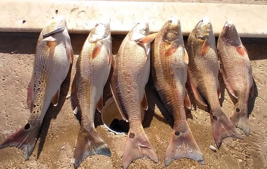 Redfish fishing in San Antonio, Texas