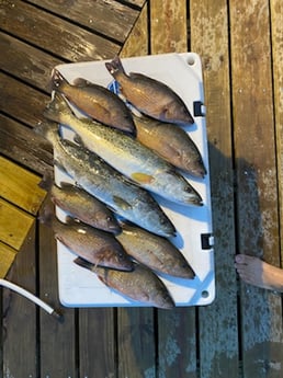 Mangrove Snapper, Speckled Trout Fishing in Destin, Florida