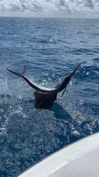 Sailfish fishing in Tavernier, Florida