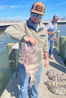 Sheepshead Fishing in Gulf Shores, Alabama