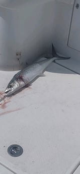 Fishing in Carolina Beach, North Carolina