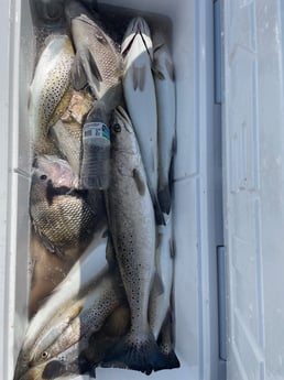 Fishing in Gulf Shores, Alabama