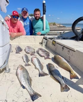 Black Drum, Redfish, Sheepshead, Speckled Trout / Spotted Seatrout Fishing in Galveston, Texas