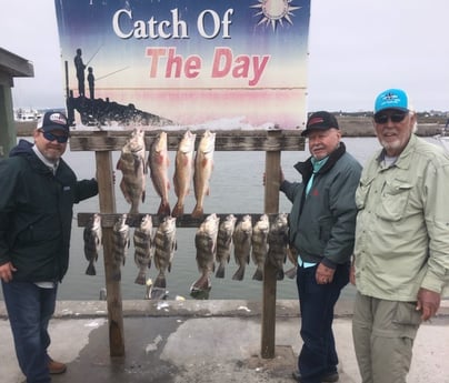 Black Drum, Redfish Fishing in Rockport, Texas