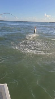 Tarpon fishing in Port O&#039;Connor, Texas