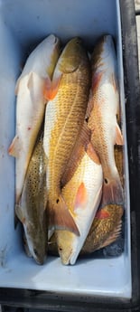 Redfish fishing in Galveston, Texas