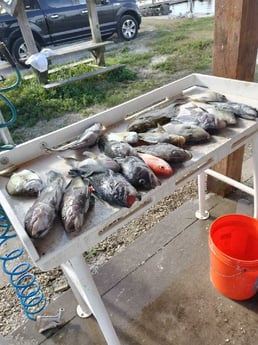 Black Seabass, Scup, Triggerfish, Vermillion Snapper Fishing in Jacksonville, Florida