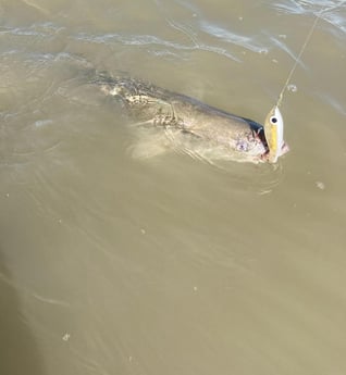 Redfish fishing in Port O&#039;Connor, Texas