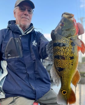 Peacock Bass Fishing in Delray Beach, Florida