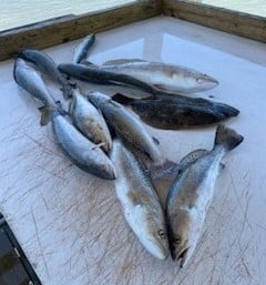 Flounder, Speckled Trout Fishing in Ingleside, Texas