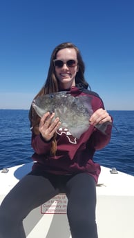 Triggerfish fishing in Destin, Florida