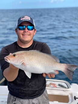 Mangrove Snapper fishing in Clearwater, Florida