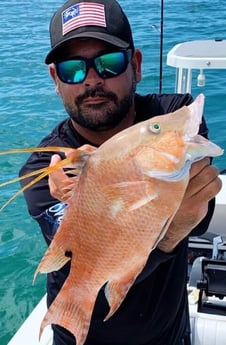 Hogfish fishing in Tavernier, Florida