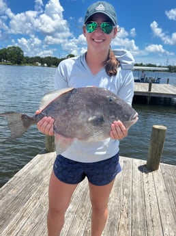 Triggerfish fishing in Pensacola, Florida