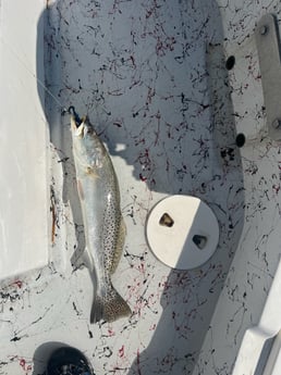 Fishing in South Padre Island, Texas