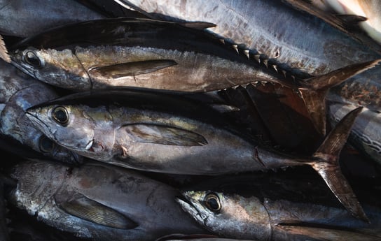 Blackfin Tuna fishing in Galveston, Texas