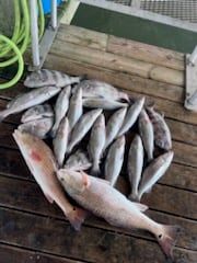 Redfish, Speckled Trout Fishing in Galveston, Texas