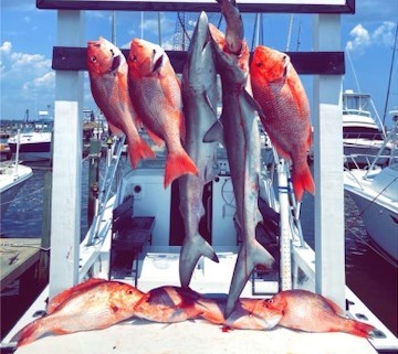 Blacktip Shark, Red Snapper Fishing in Destin, Florida