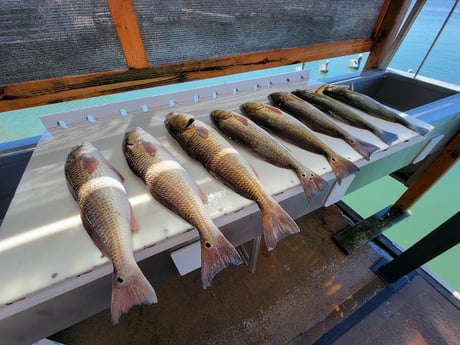 Redfish Fishing in Rio Hondo, Texas