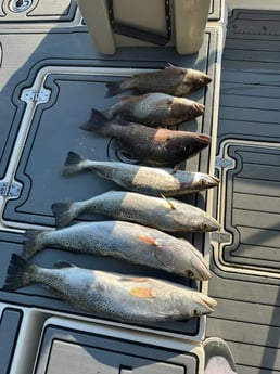 Mangrove Snapper, Speckled Trout Fishing in Key Largo, Florida