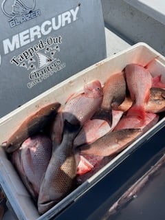 Mangrove Snapper, Red Snapper Fishing in Shell Beach, Louisiana