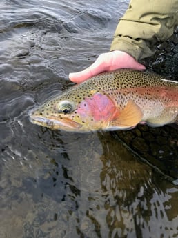 Rainbow Trout fishing in Deer Lodge, Montana