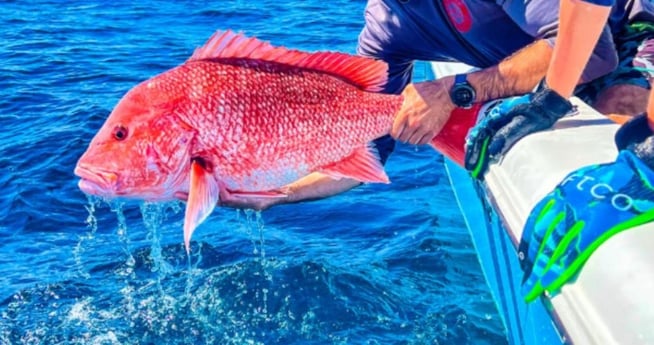 Red Snapper Fishing in Clearwater, Florida