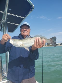 Sheepshead fishing in St. Petersburg, Florida