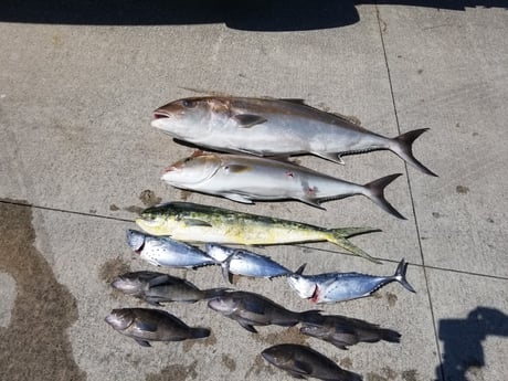 Amberjack, Mahi Mahi / Dorado fishing in Wrightsville Beach, North Carolina