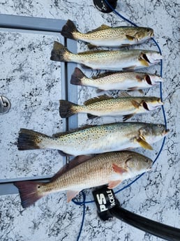 Redfish, Speckled Trout Fishing in South Padre Island, Texas