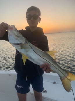 Snook, Speckled Trout / Spotted Seatrout fishing in Sarasota, Florida