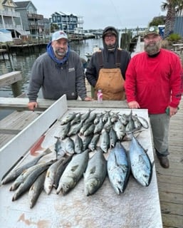 False Albacore, Speckled Trout Fishing in Beaufort, North Carolina