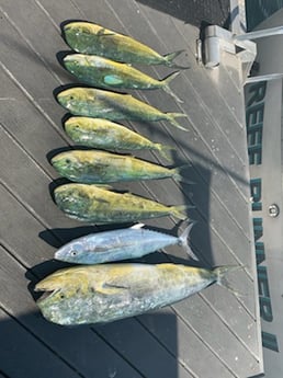 Mahi Mahi / Dorado fishing in Key West, Florida