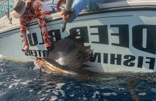 Sailfish Fishing in Boynton Beach, Florida