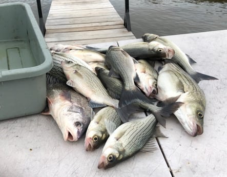 Hybrid Striped Bass Fishing in Burnet, Texas